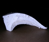 Neolentinus lepideus image