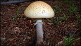 Amanita flavorubens image