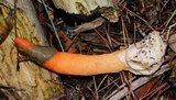 Mutinus elegans image