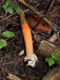 Mutinus elegans image