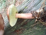 Imleria badia image