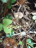 Entoloma conicum image