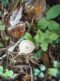 Entoloma conicum image