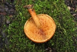 Gymnopilus liquiritiae image