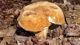 Xanthoconium affine image