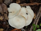Clitocybe subconnexa image