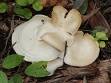 Clitocybe subconnexa image