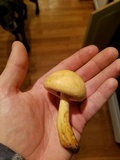 Gymnopilus luteus image