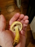 Gymnopilus luteus image