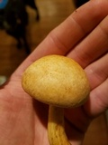 Gymnopilus luteus image