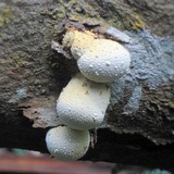 Xylaria compuncta image