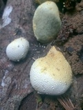 Xylaria compuncta image