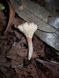 Cantharellus atrolilacinus image