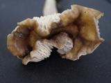 Cantharellus atrolilacinus image