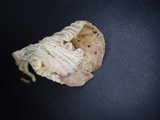 Cantharellus atrolilacinus image