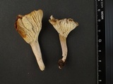 Cantharellus atrolilacinus image