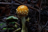 Amanita muscaria f. guessowii image