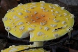Amanita muscaria f. guessowii image