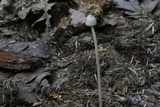 Panaeolus antillarum image