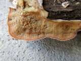 Merulius tremellosus image