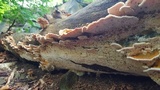Trametopsis cervina image