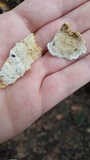 Trametopsis cervina image
