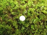 Lycoperdon pulcherrimum image