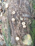 Lycoperdon molle image