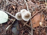 Mycena alcalina image