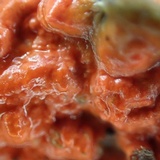 Phlebia coccineofulva image