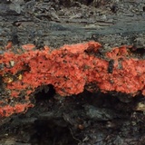 Phlebia coccineofulva image