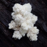 Hericium americanum image
