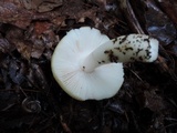Russula crassotunicata image