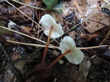 Gymnopus spongiosus image