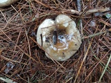 Russula densifolia image