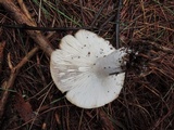 Russula densifolia image