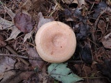 Lactarius croceus image