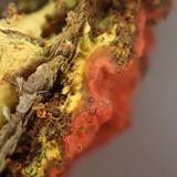 Phlebia coccineofulva image