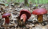 Butyriboletus frostii image