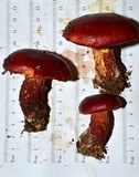 Butyriboletus frostii image