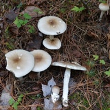 Amanita spreta image