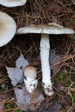 Amanita spreta image