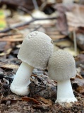 Amanita farinosa image