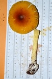 Amanita arkansana image