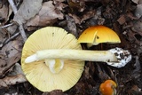 Amanita arkansana image