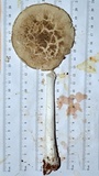 Amanita cinereoconia image