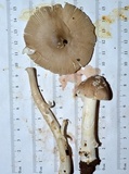 Amanita rhacopus image