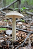 Amanita rhacopus image