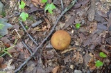 Aureoboletus innixus image