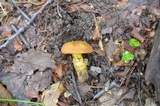 Aureoboletus innixus image